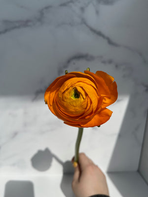 Ranunculus-Orange