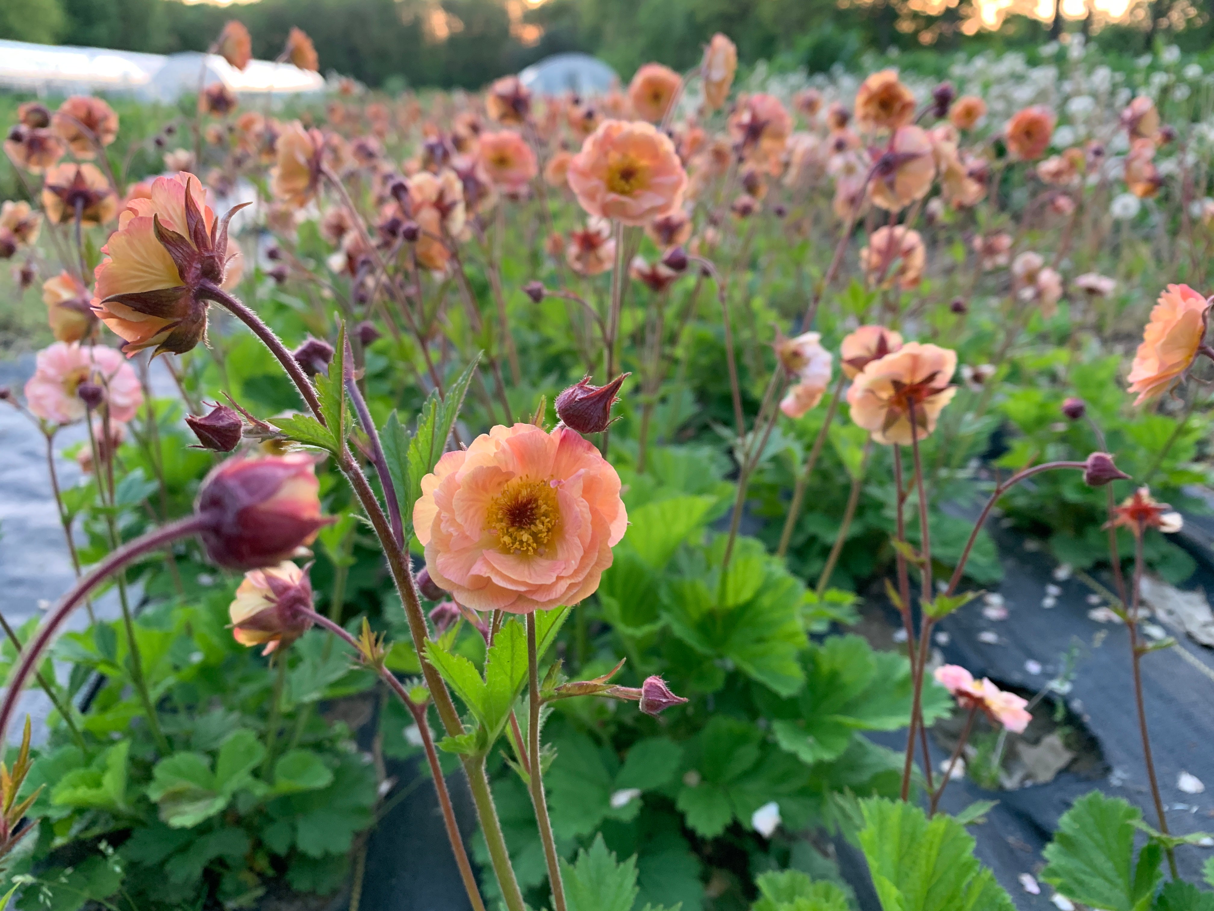 Geum- Peach