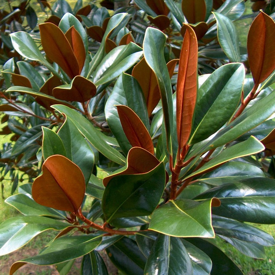Woodies-Magnolia