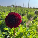 Dahlia Regular-Black Satin