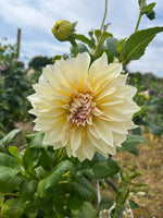 Dahlia Dinnerplate-Cafe au Lait Cream