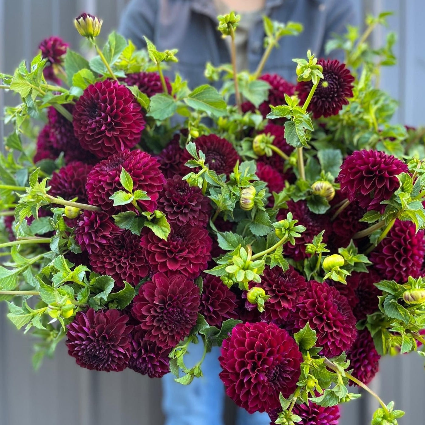 Dahlia Regular-Jesse G
