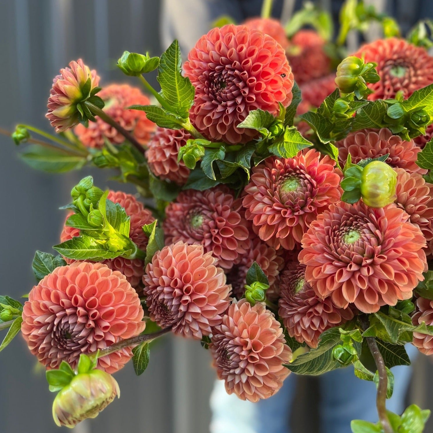Dahlia Regular-Cornel Bronze