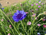 Cornflower (aka Bachelor's Button)- Blue