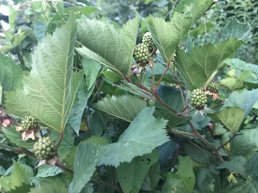 Blackberry Foliage with Berries