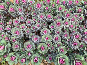 Flowering Cabbage-Purple