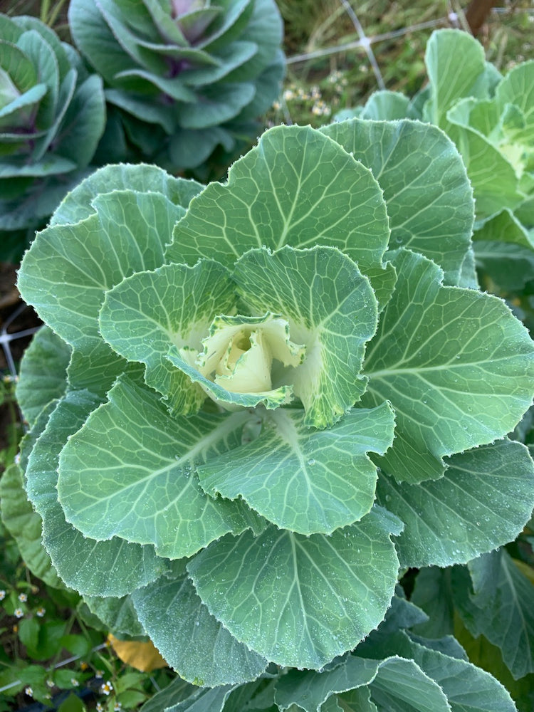 Flowering Cabbage-White Ruffle