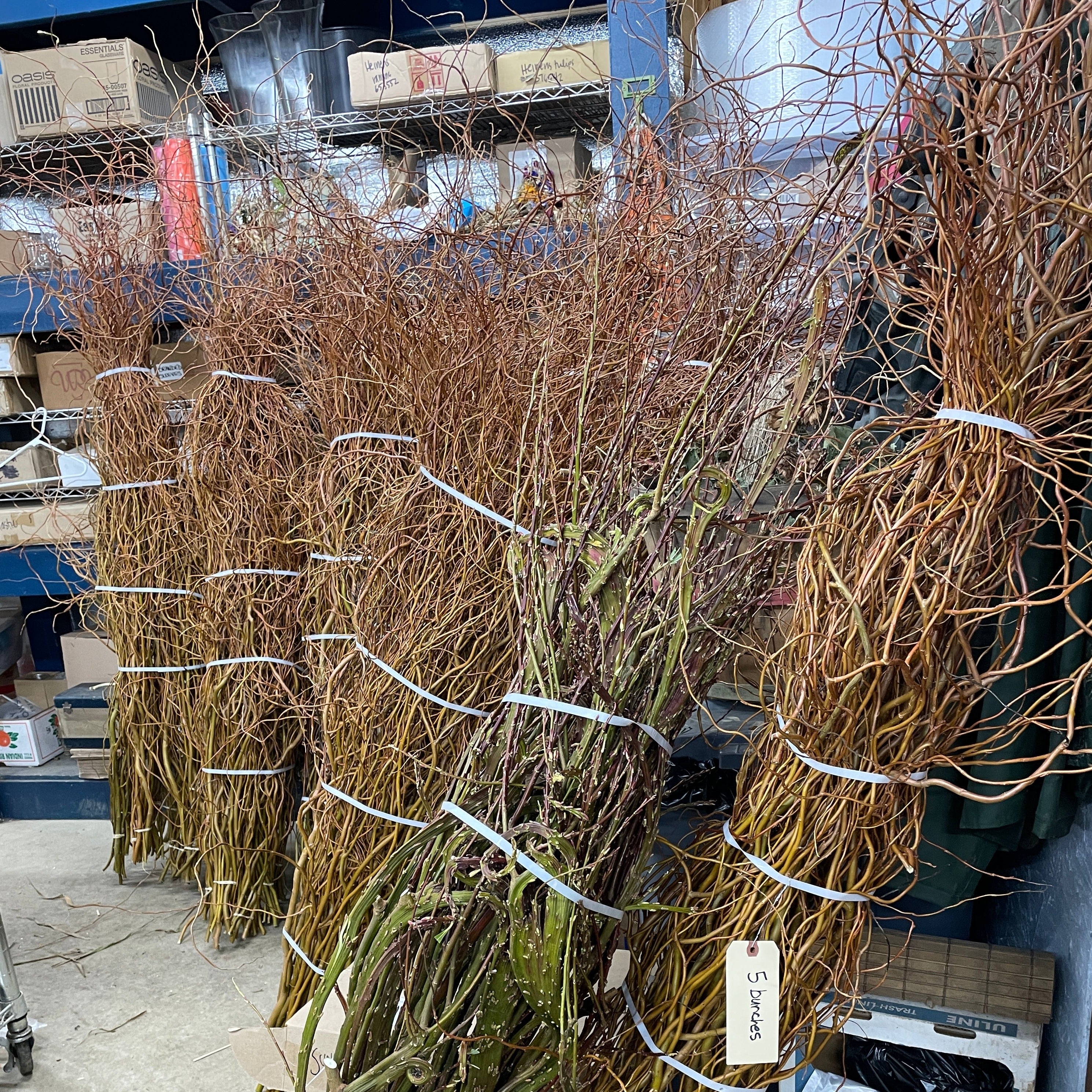 Woodies-Curly Willow Golden Bale