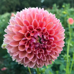 Dahlia Regular-Linda's Baby
