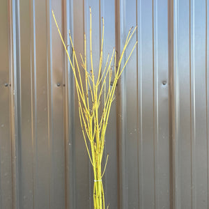 Woodies-Yellow Twig Dogwood Medium