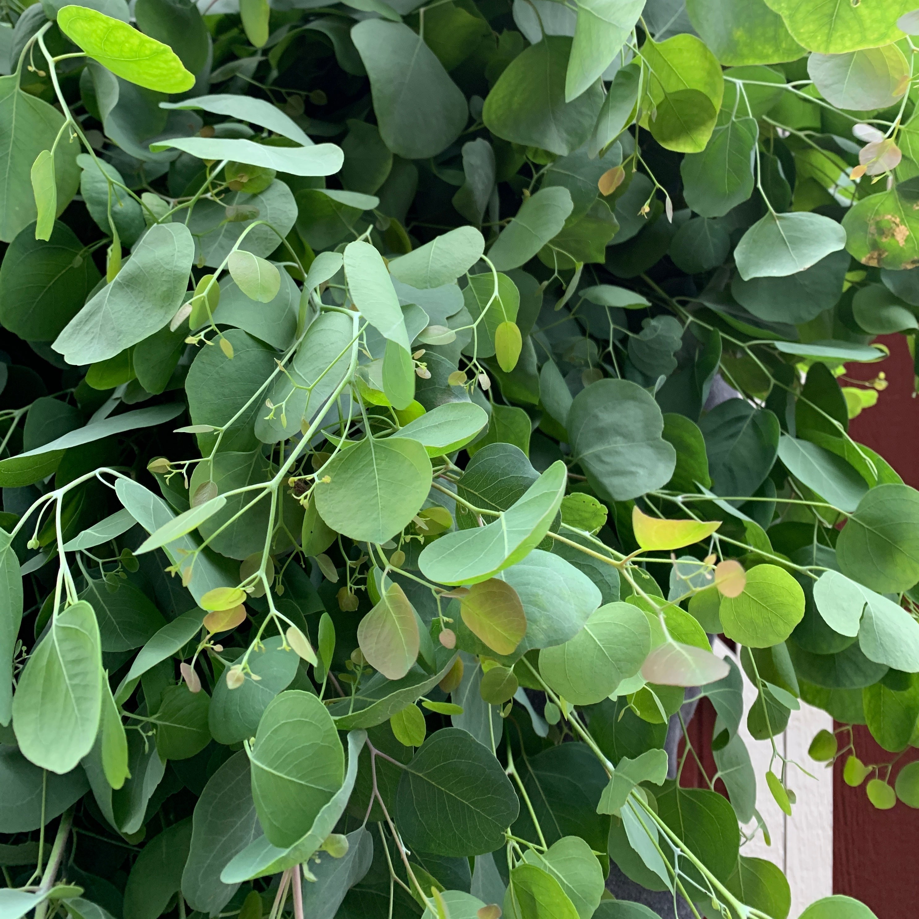 Eucalyptus-Polyanthemos