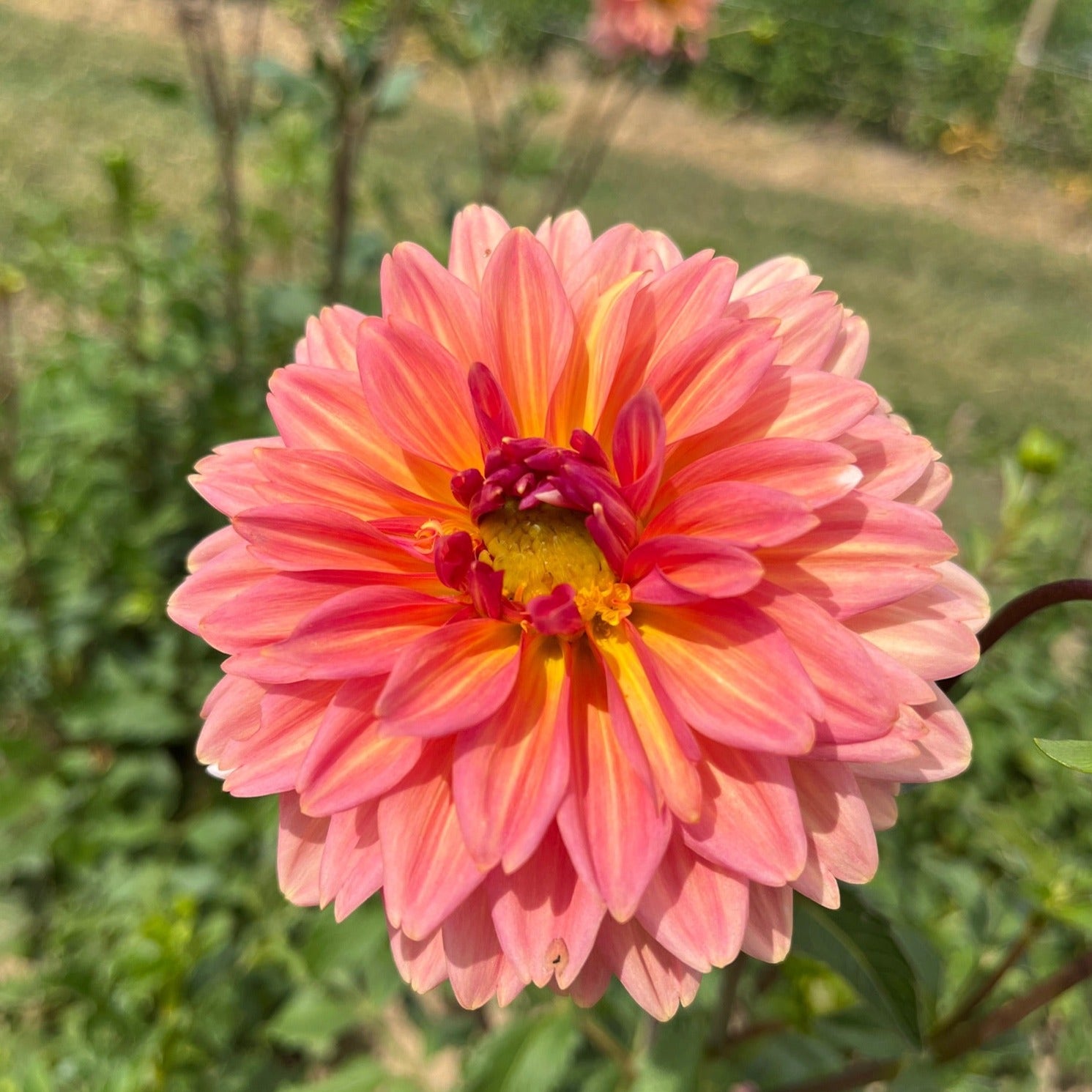 Dahlia Regular-Coral