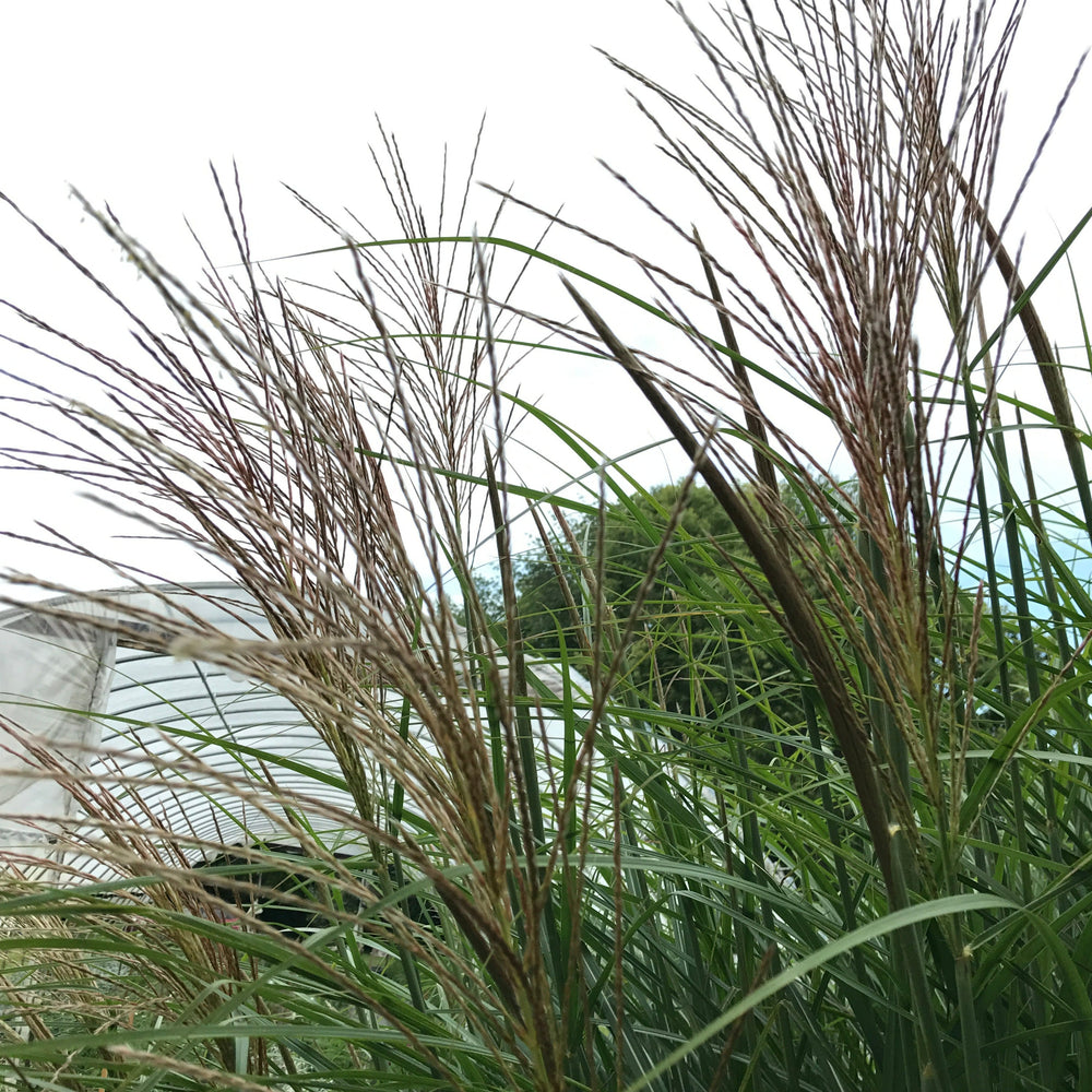 Miscanthus Plume