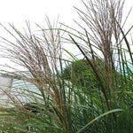 Grass-Miscanthus Plume