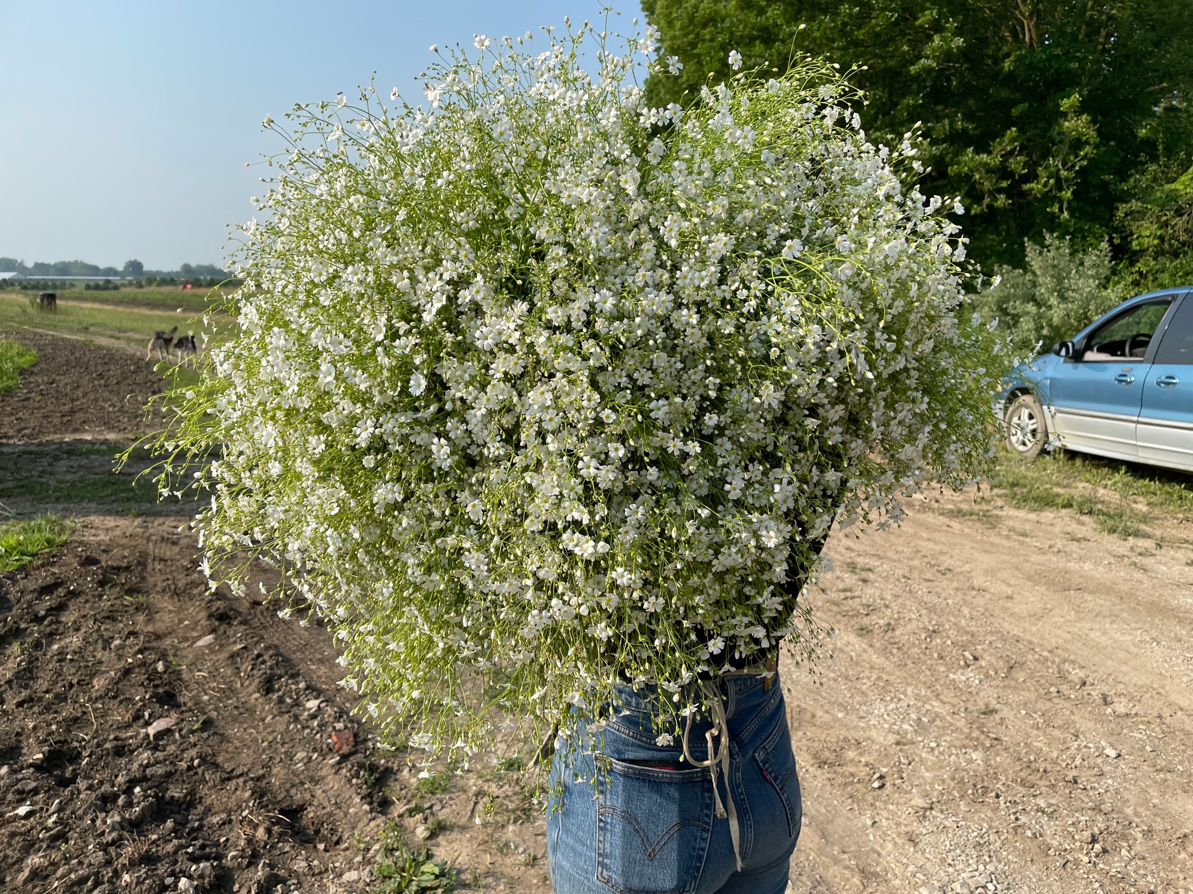 Gypsophila Wild
