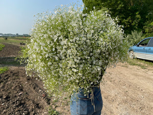 Gypsophila-White