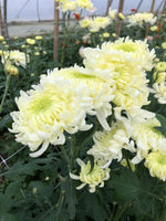 Heirloom Mum Disbud-Pat Lawson