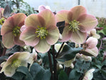 Hellebore-Any
