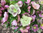 Hellebore-Any