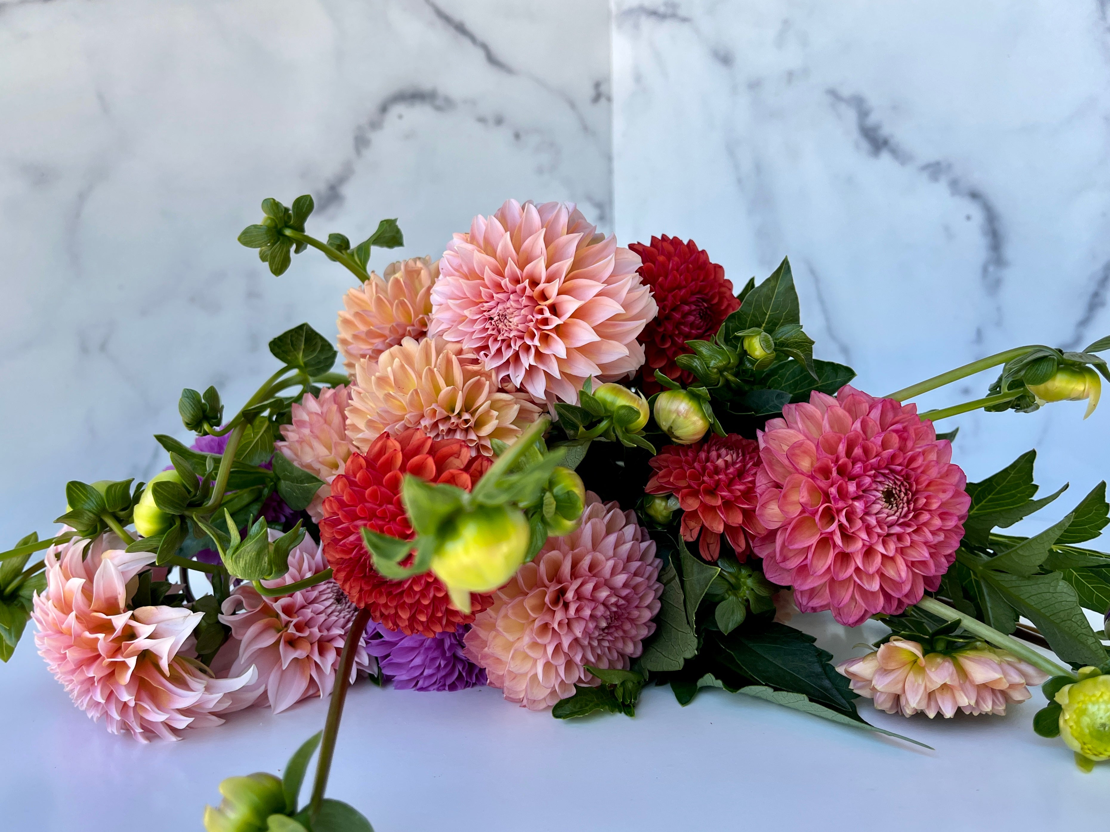 Dahlia Any (GH grown)