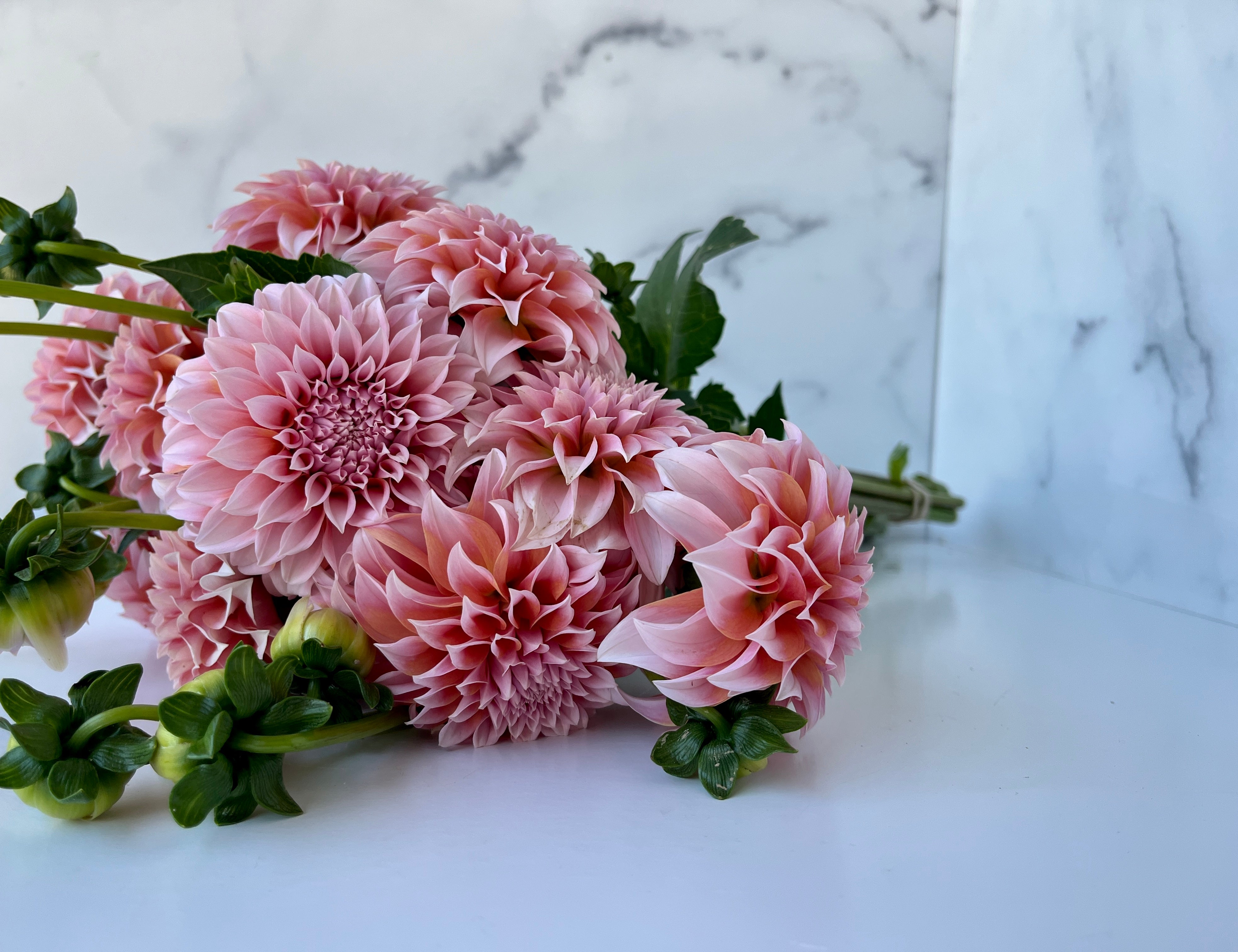 Dahlia Regular-Peaches N Cream (PNC)
