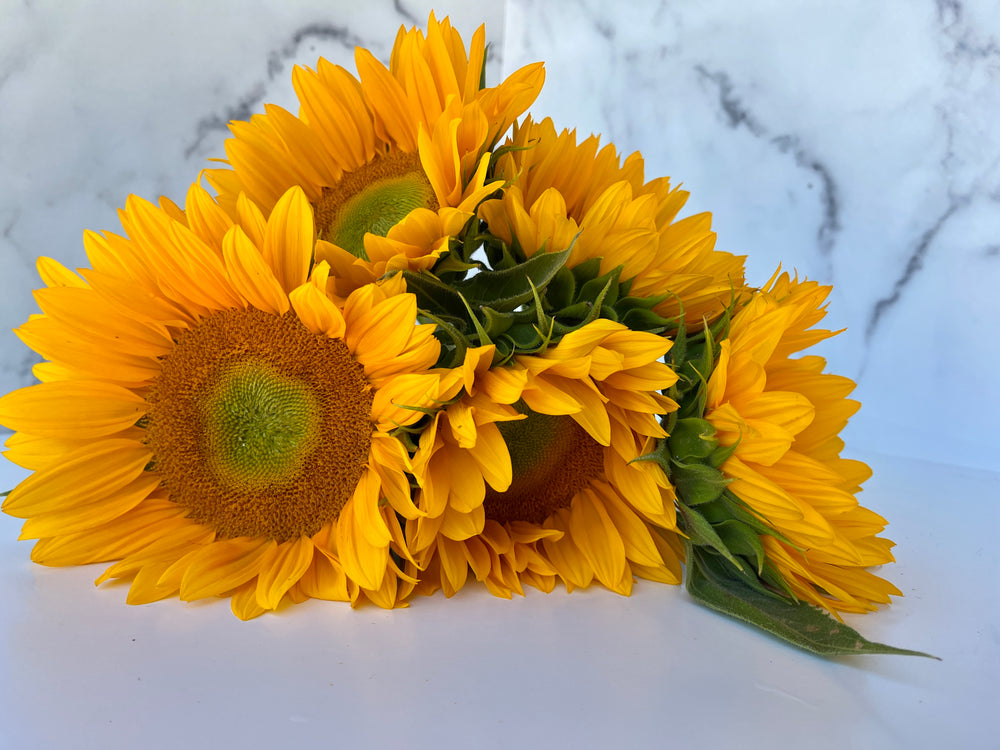 Sunflower-Yellow Centered