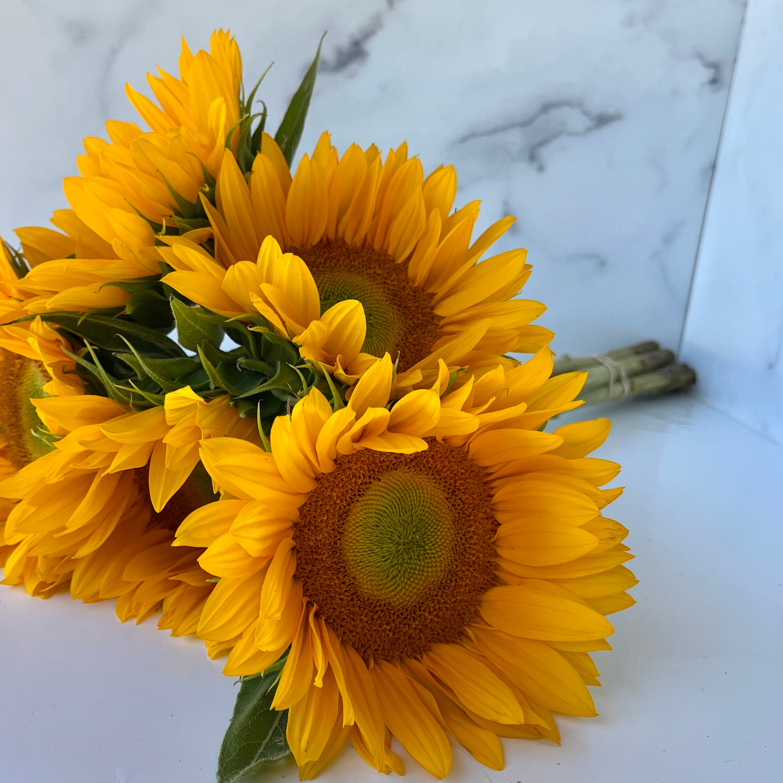 Sunflower-Yellow Centered