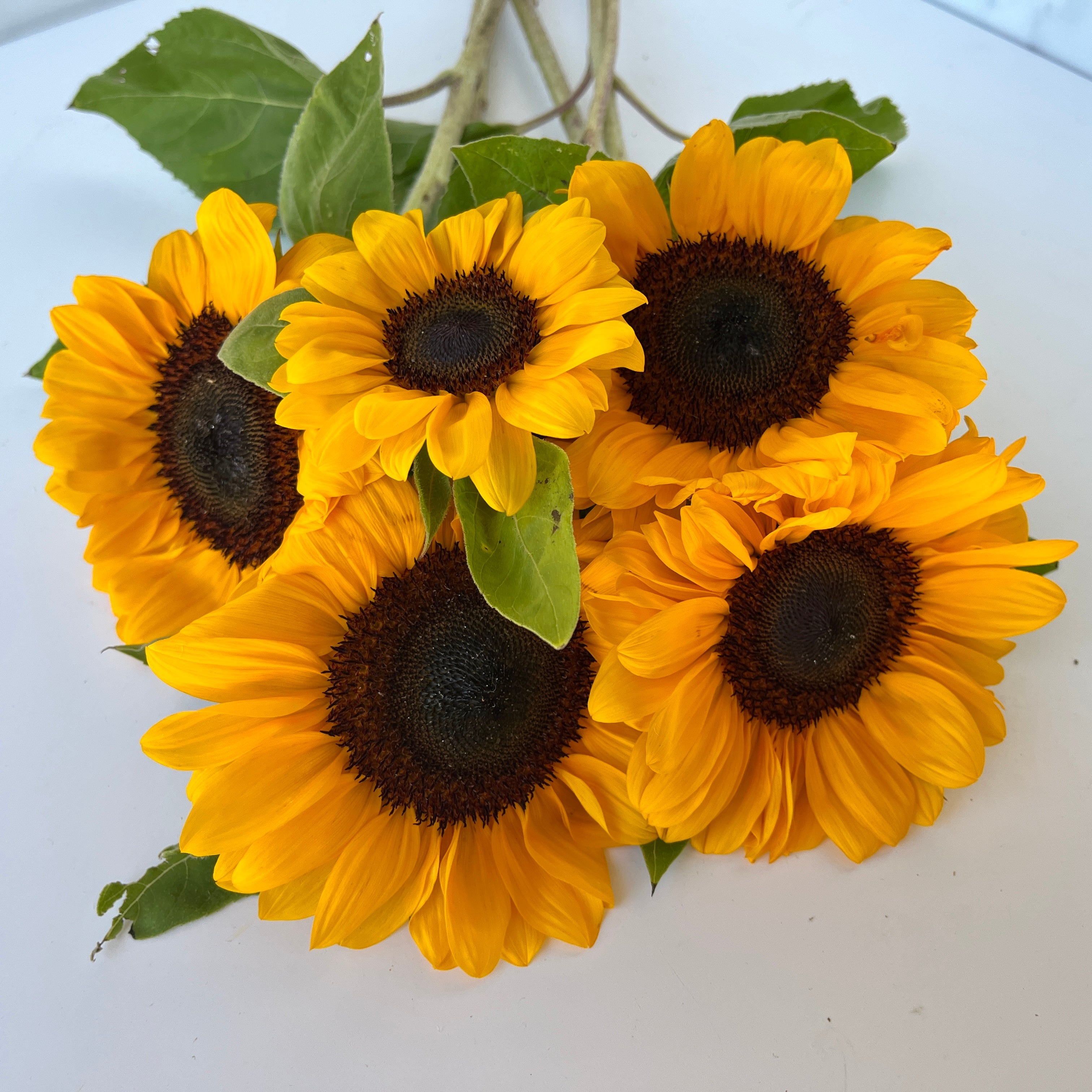 Sunflower-Bulk