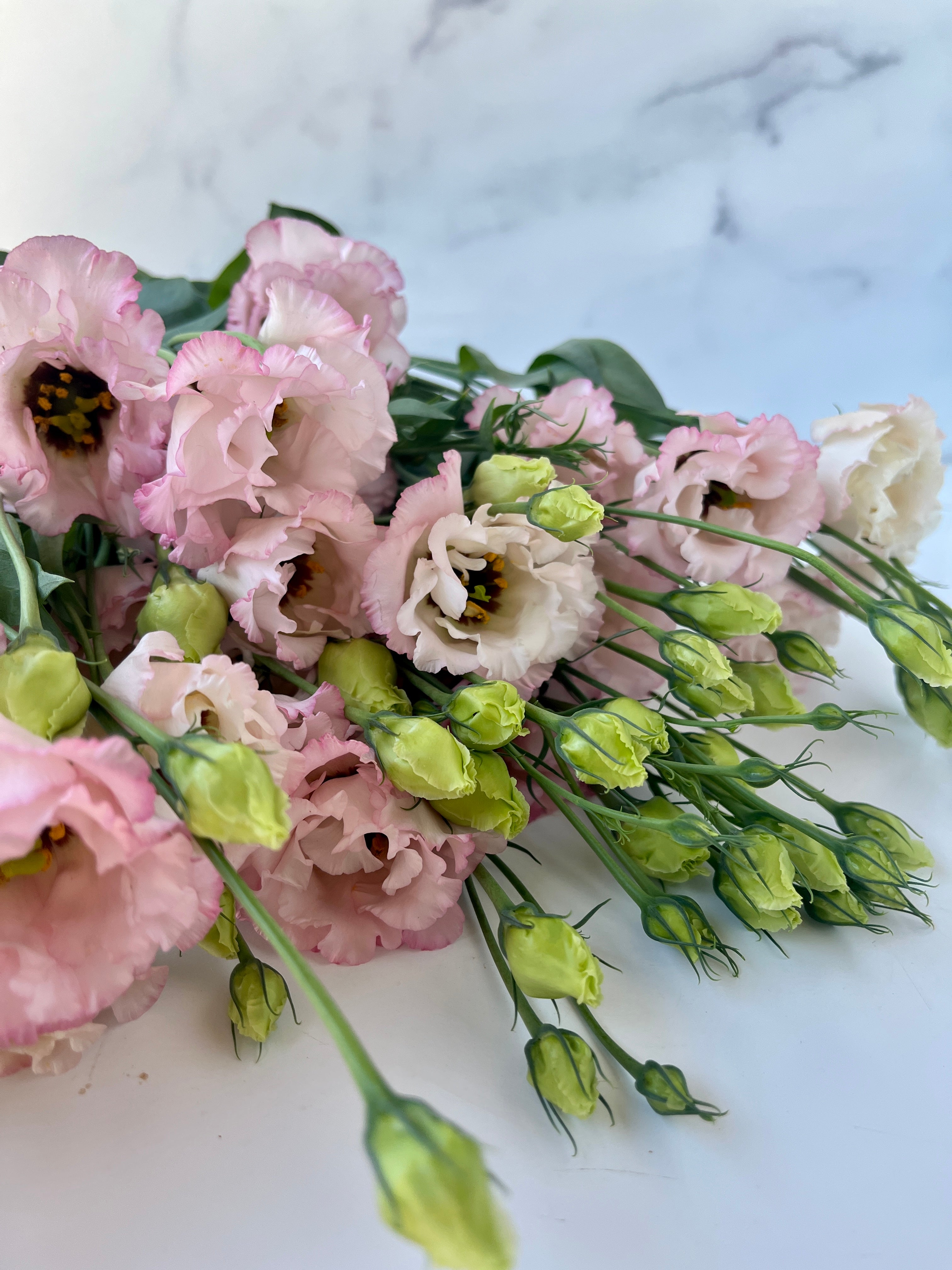 Lisianthus-Espirit Light Pink