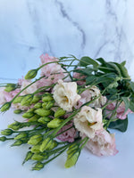 Lisianthus-Espirit Light Pink