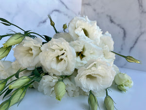 
            
                Load image into Gallery viewer, Lisianthus-White
            
        