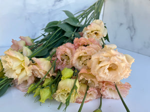 
            
                Load image into Gallery viewer, Lisianthus-Voyage Champagne
            
        
