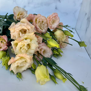 
            
                Load image into Gallery viewer, Lisianthus-Voyage Champagne
            
        