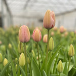 Tulip-Salmon Impression - SMFF Wholesale