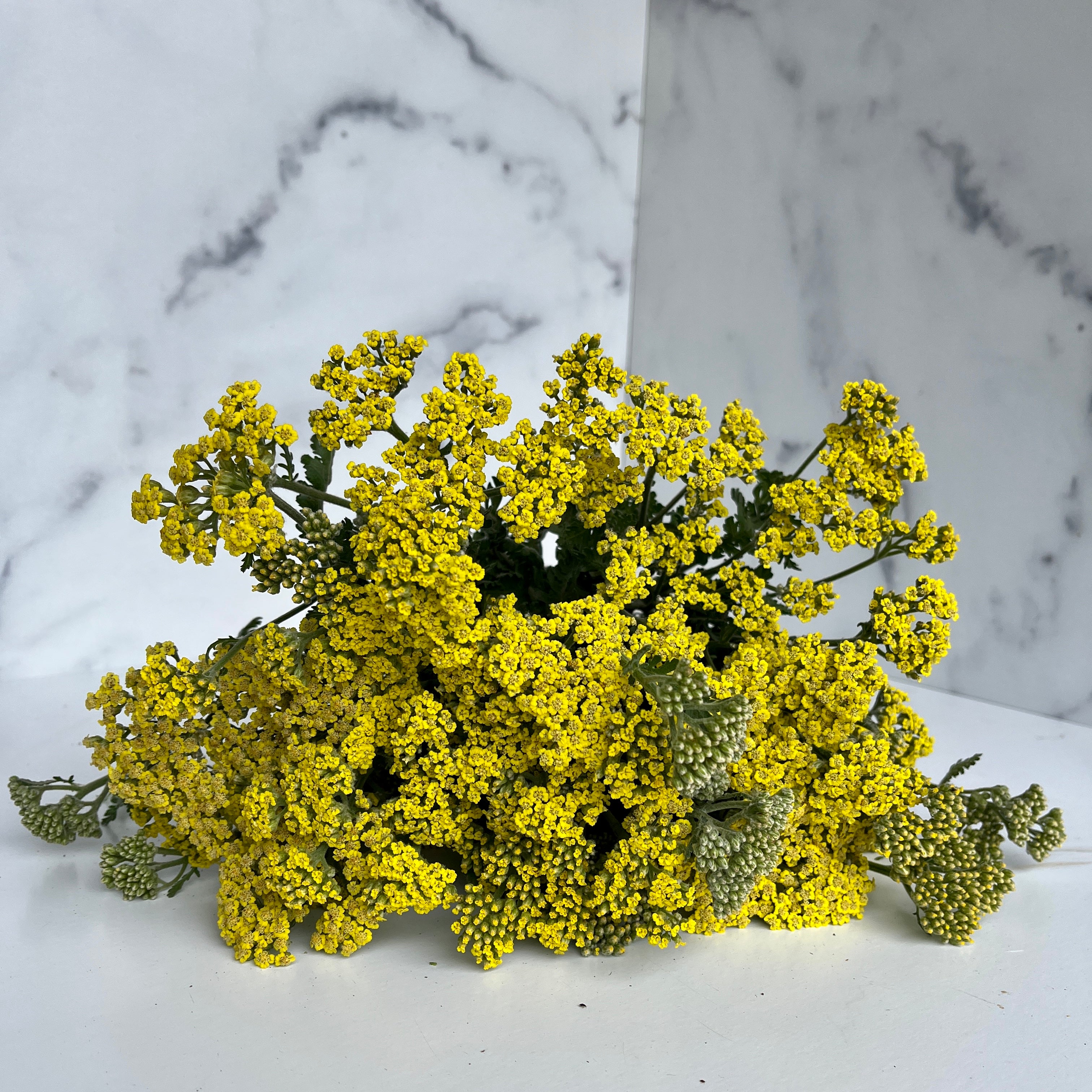 Yarrow-Sassy Summer Lemon