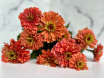 Zinnia-Salmon Rose