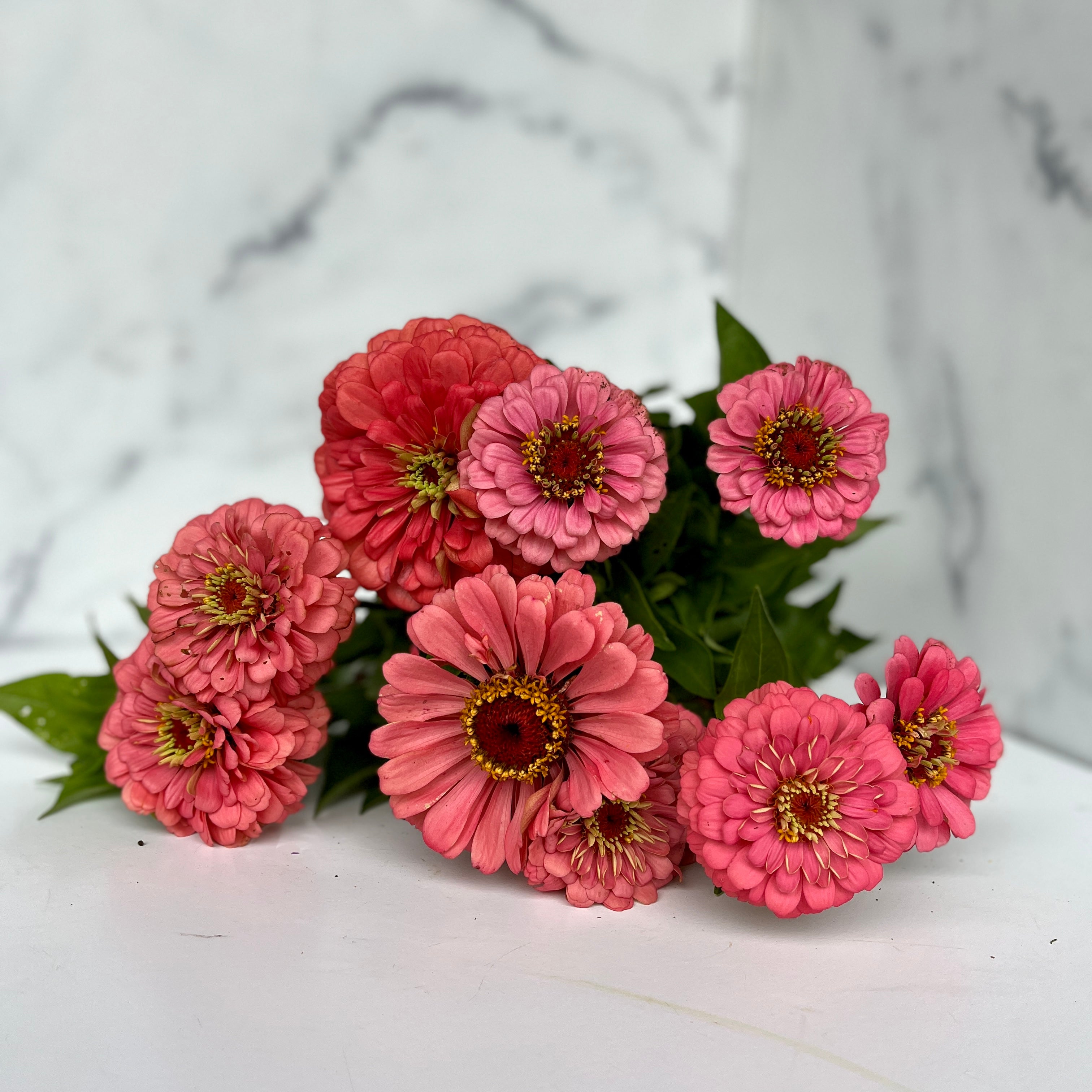 Zinnia-Pink