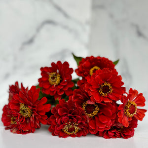 
            
                Load image into Gallery viewer, Zinnia-Red
            
        