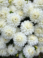 Dahlia Regular-Blizzard