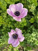Anemone- Rarity