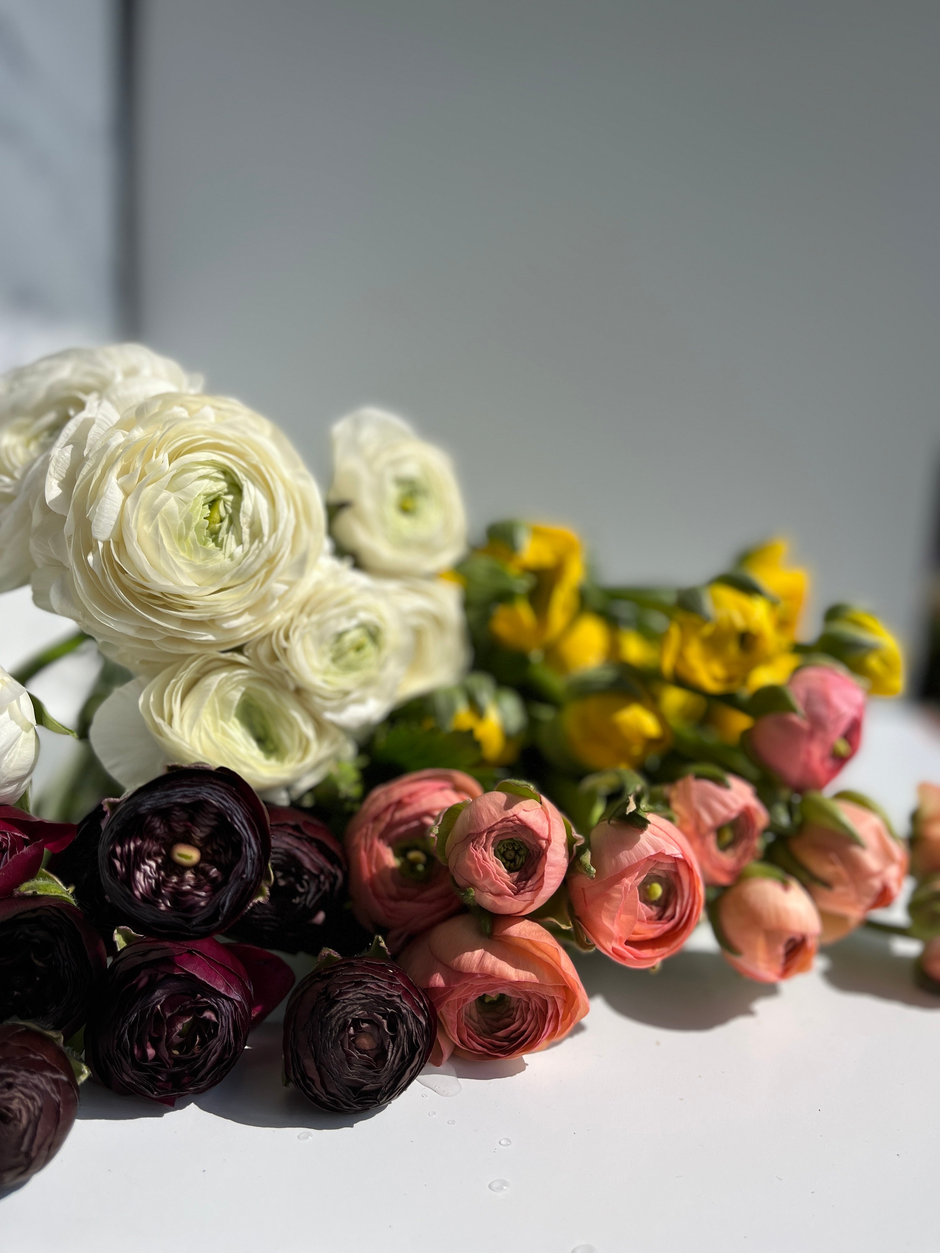 Ranunculus-Any (Grower's Choice) SALE