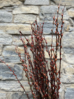 Willow-Big Red Bud w/ shells on