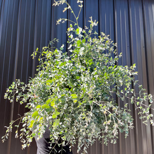 Eucalyptus-Gunni homegrown