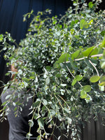 Eucalyptus-Gunni homegrown