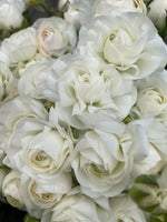 Ranunculus-White