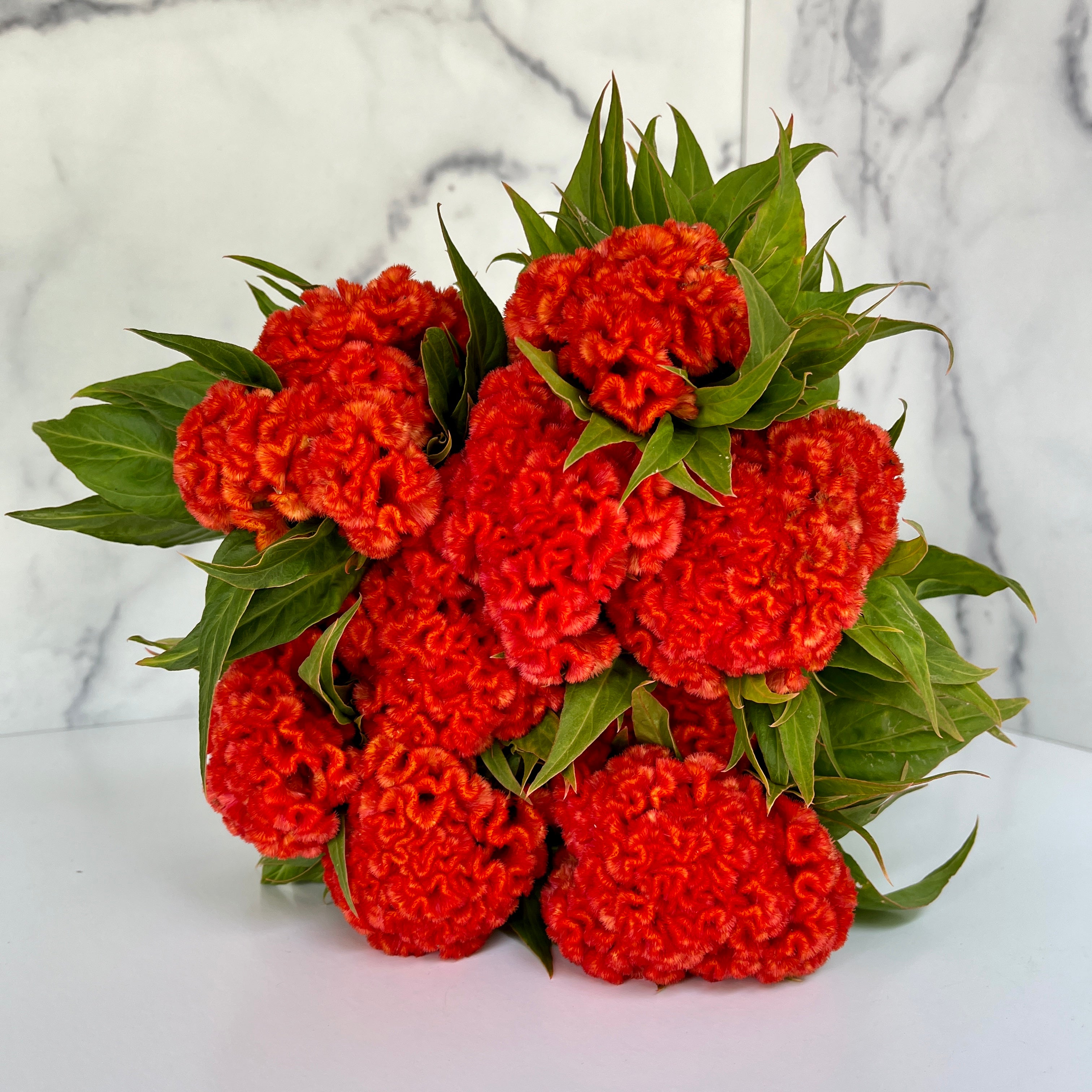 Celosia Ball-Chief Persimmon