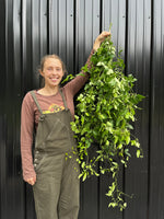 Clematis Foliage
