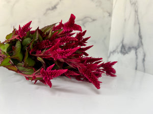 Celosia Spike-Celway Red