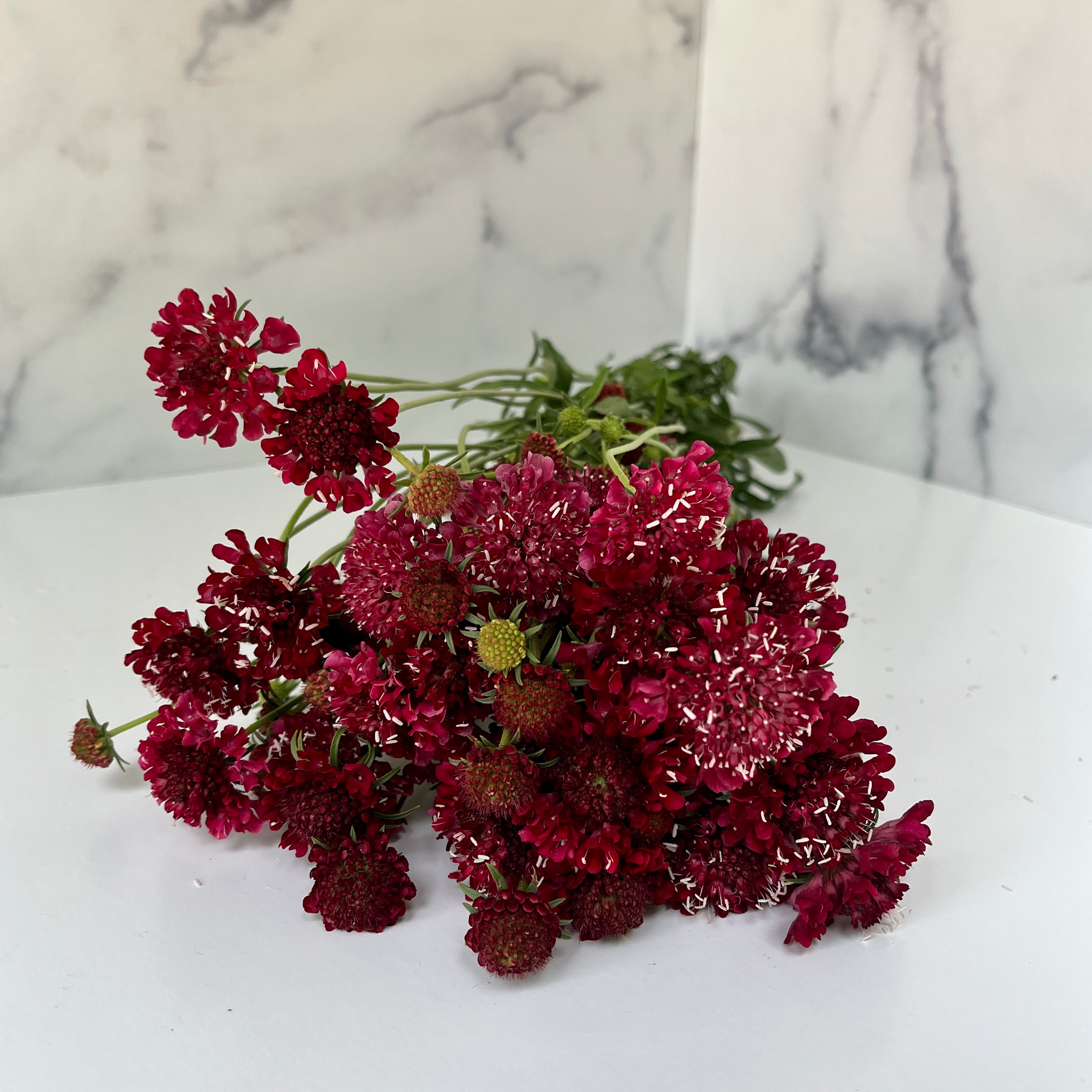 Scabiosa-Wine