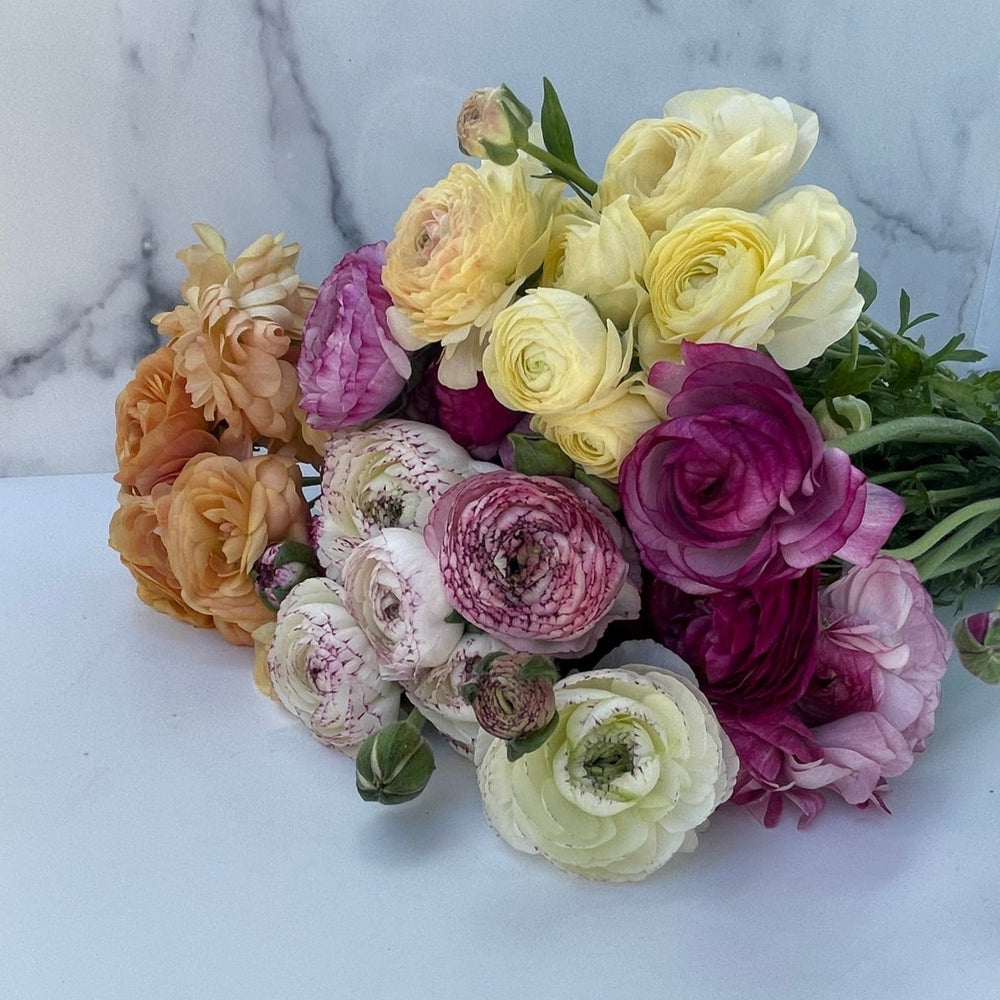 
            
                Load image into Gallery viewer, Ranunculus-Any
            
        